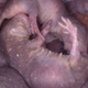 Illustration for article titled Naked mole rats have the worst sperm in the animal kingdom
